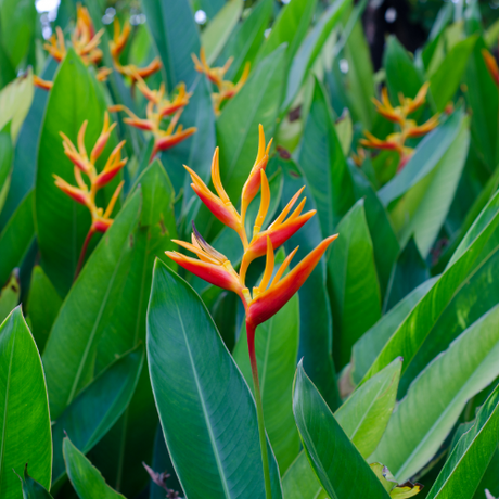Heliconia