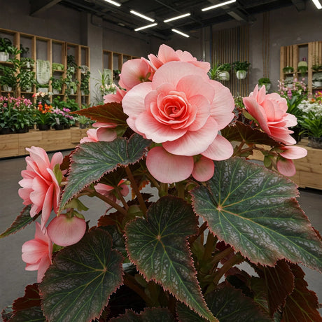  Australia's unique botanical treasures! Our online store offers a curated selection of rare Australian plants, perfect for native garden 