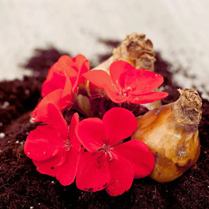 Flowerbulb & Dried Plants