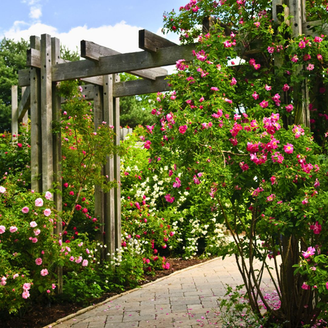 A lush rose garden with a variety of pink blooms and a wooden arbor.