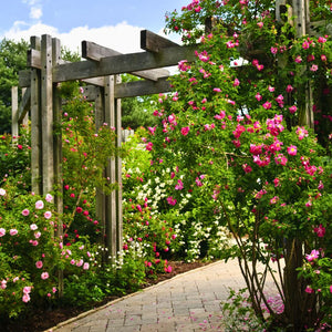 Outdoor Plants
