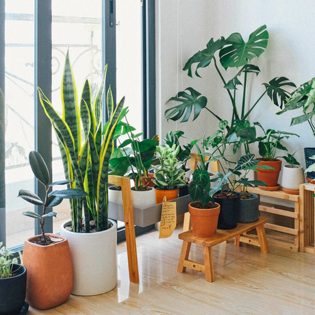 A bright and airy indoor space filled with lush green houseplants in decorative pots.