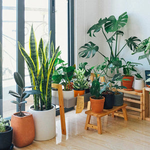 Indoor Plants