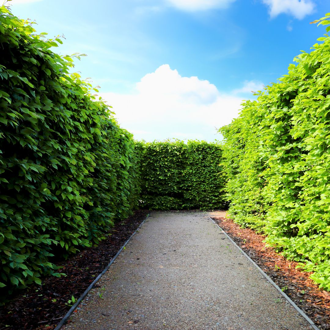 A secluded path lined with neatly trimmed hedges leads through a tranquil maze garden.