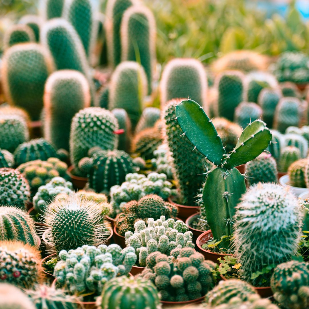 A close-up view of a diverse collection of cacti, showcasing their unique shapes and textures.