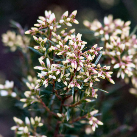 Close-up of a flowering Erica or Calluna vulgaris plant with clusters of small, bell-shaped white flowers with pink tips.