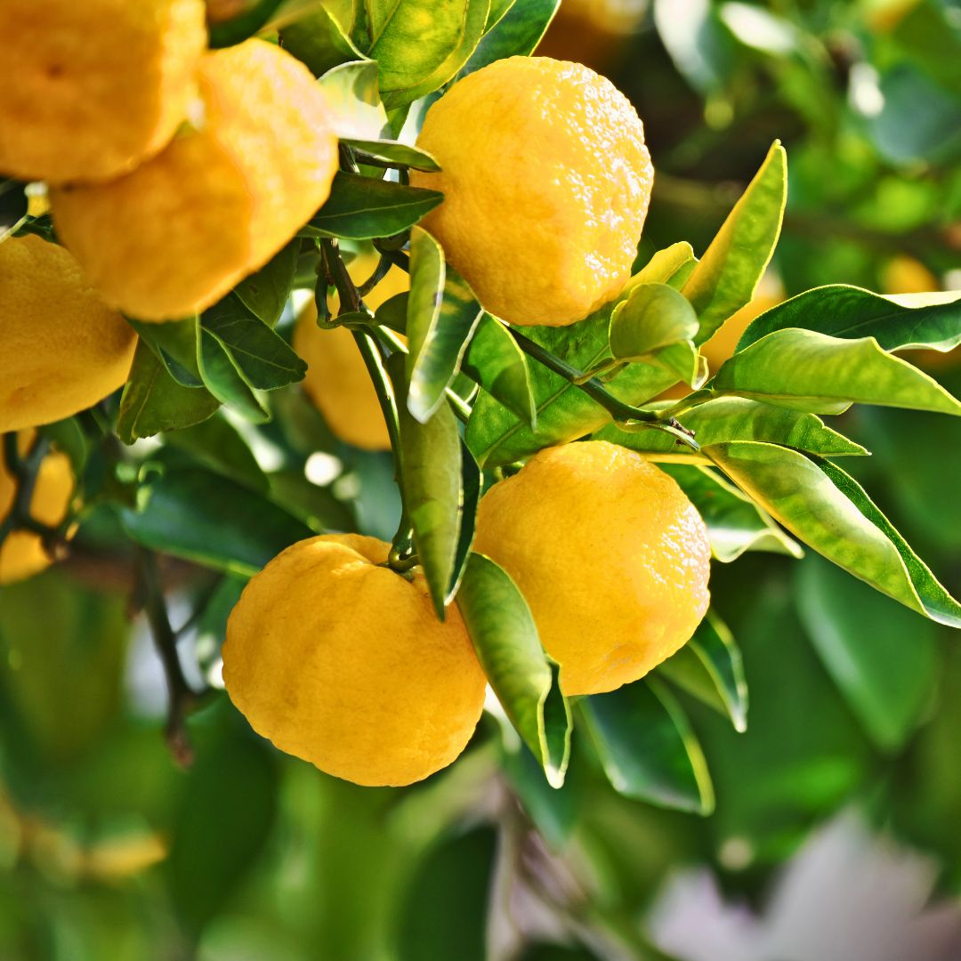 Close-up of yellow yuzu fruits growing on a branch with green leaves.