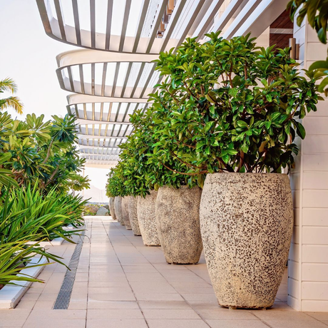 Ficus microcarpa trees create a dramatic entrance. These feature plants are showcased in large pots along a paved walkway.