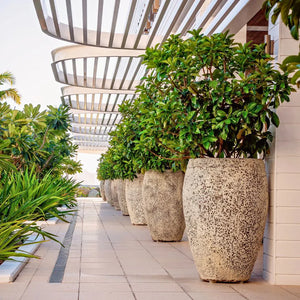Feature Plants