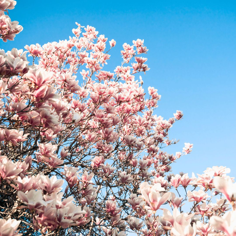 A magnolia tree adorned with delicate blossoms, heralding the arrival of spring.