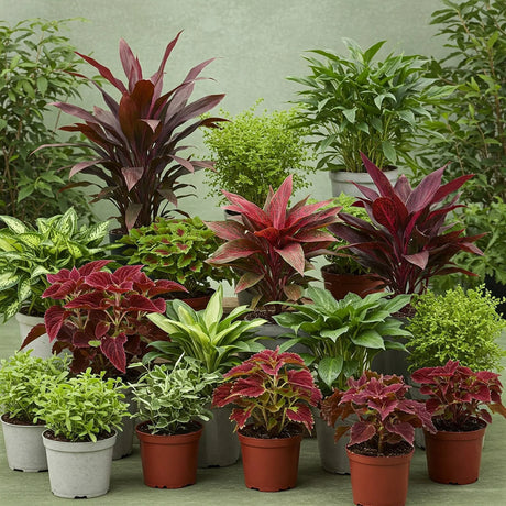 From classic terracotta pots to modern, sleek planters, there's a wide array of options to suit every taste and garden theme. 