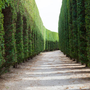 Large & Extra Large Trees