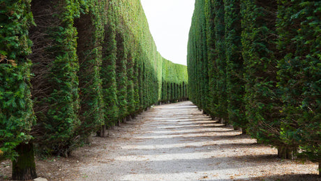 Explore majestic Large & Extra Large Trees at World Plant Nursery. Transform your landscape with towering beauties. Shop now for instant shade and timeless elegance! 🌳✨ #big tree