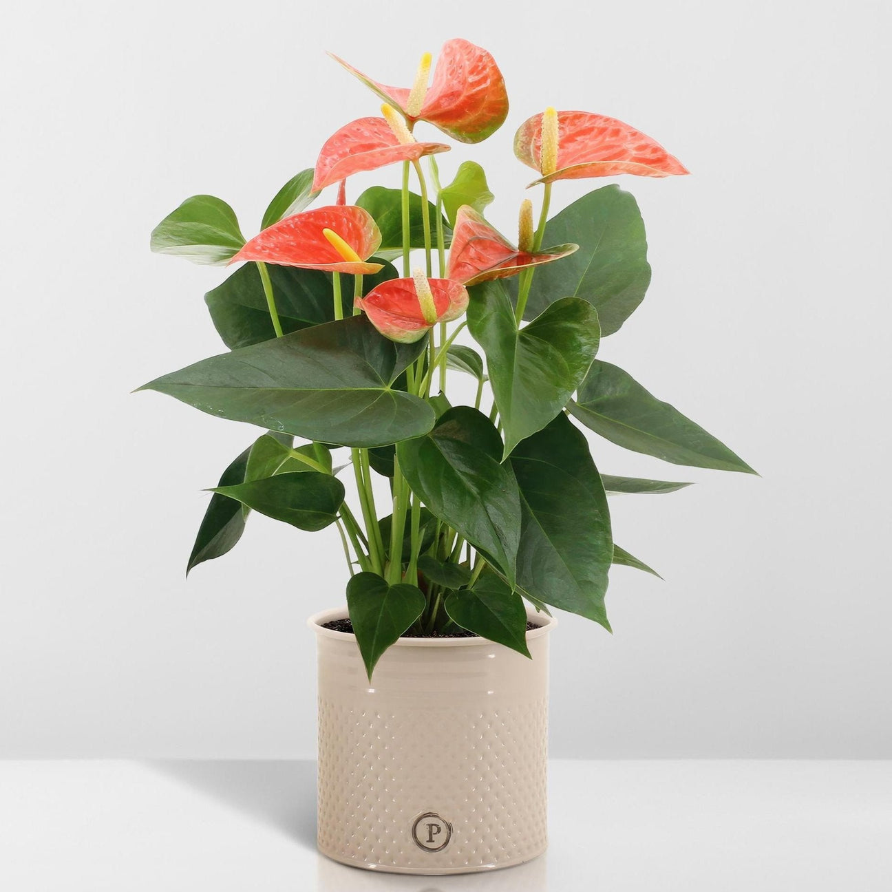 Colorful flowering plants from the Blooms Collection