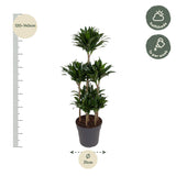 Dracaena Compacta Carrousel