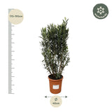 Nerium Oleander struik