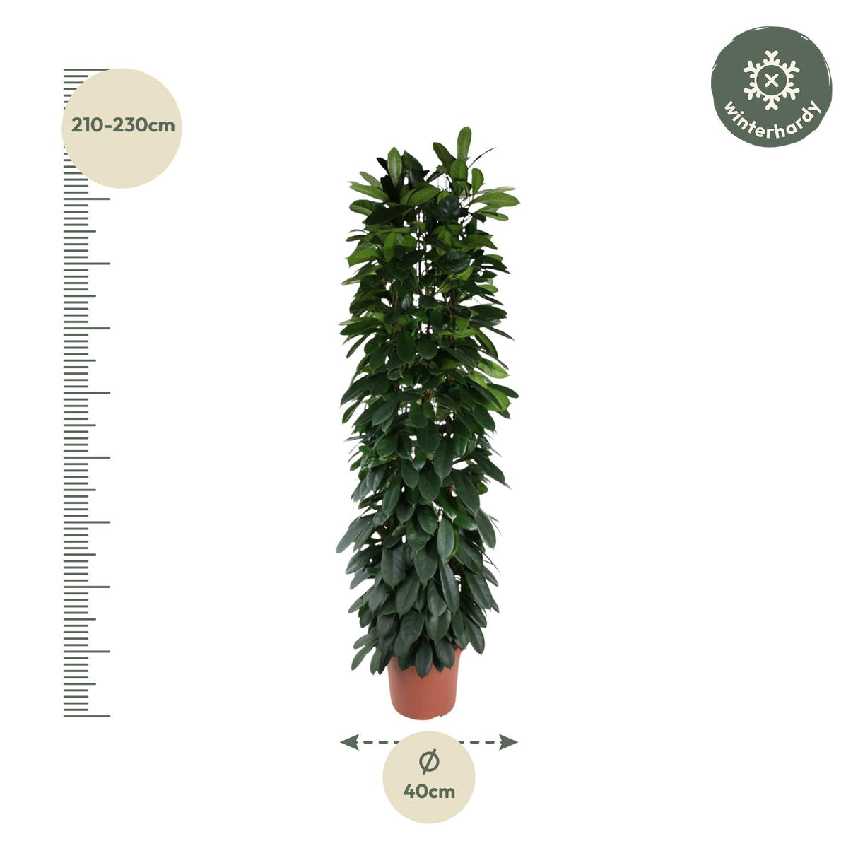 Ficus Cyatistipula Column