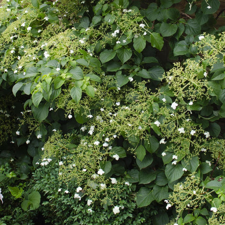 3x - Hydrangea petiolaris - ↨65cm - Ø15