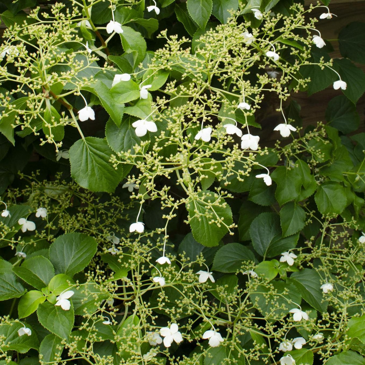 3x - Hydrangea petiolaris - ↨65cm - Ø15