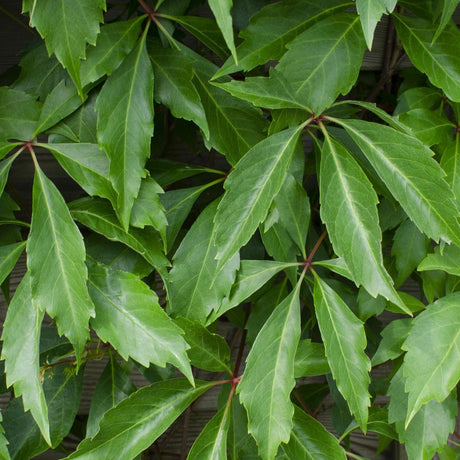 3x - Parthenocissus q. var. 'Engelmannii' - ↨65cm - Ø15