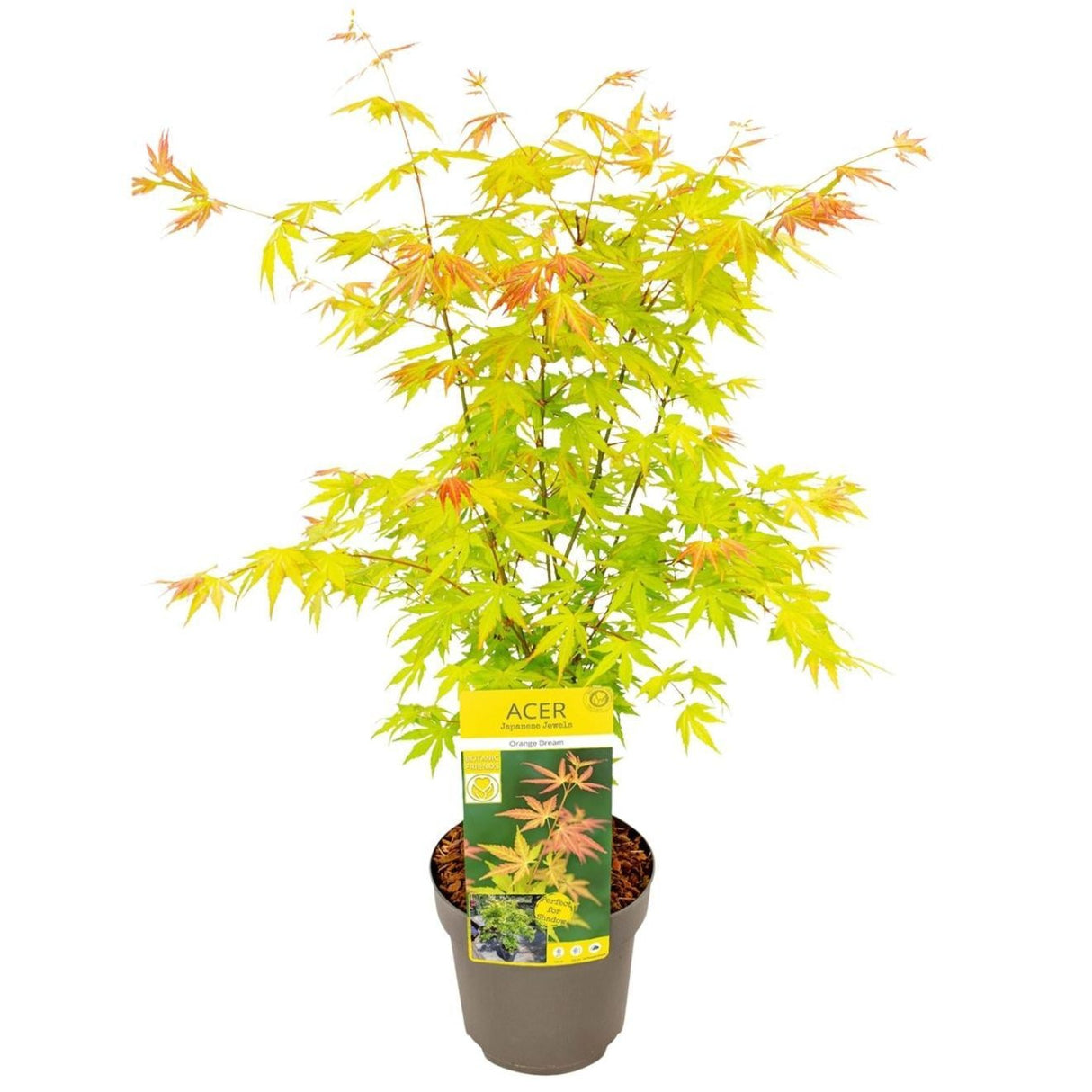 Acer palmatum Orange Dream - Ø19cm - ↕40cm - Ø19 - ↨50cm