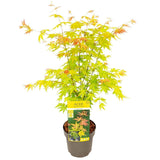 Acer palmatum Orange Dream - Ø19cm - ↕40cm - Ø19 - ↨50cm
