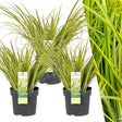 Acorus gramineus 'Ogon' is an elegant ornamental grass featuring slender, bright green leaves with subtle golden stripes. This evergreen plant thrives in various light conditions, from full sun to partial shade, and is perfect for both indoor and outdoor settings. It typically reaches an average height of 30 cm, making it a charming addition to gardens or interiors. Ideal for gardeners of all experience levels, it offers beauty and ease of care year-round.