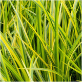 Acorus gramineus 'Ogon' is an elegant ornamental grass featuring slender, bright green leaves with subtle golden stripes. This evergreen plant thrives in various light conditions, from full sun to partial shade, and is perfect for both indoor and outdoor settings. It typically reaches an average height of 30 cm, making it a charming addition to gardens or interiors. Ideal for gardeners of all experience levels, it offers beauty and ease of care year-round.