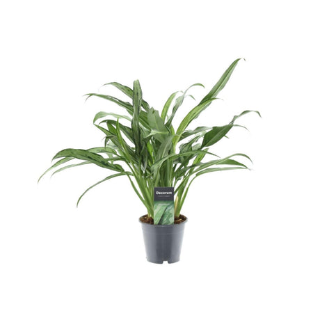 Close-up image of an Aglaonema Cutlass plant, showcasing its vibrant green leaves with striking silver and dark green variegation. The leaves have a smooth texture and are elongated, creating a lush and tropical appearance. Soft natural light highlights the intricate patterns and details of the foliage.