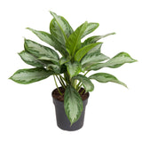 Aglaonema Cutlass - Ø19cm - ↕60cm