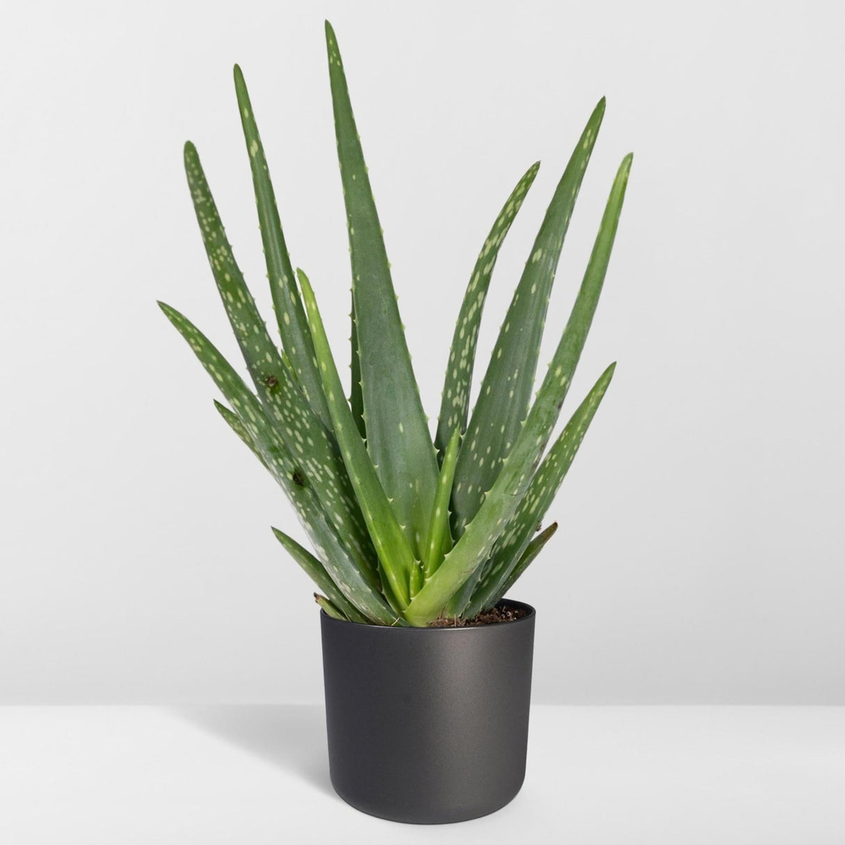 Close-up of an Aloe vera plant with thick, fleshy green leaves that have serrated edges. The leaves are arranged in a rosette pattern, showcasing their natural texture. Ideal for highlighting the plant's soothing, medicinal qualities and vibrant greenery.