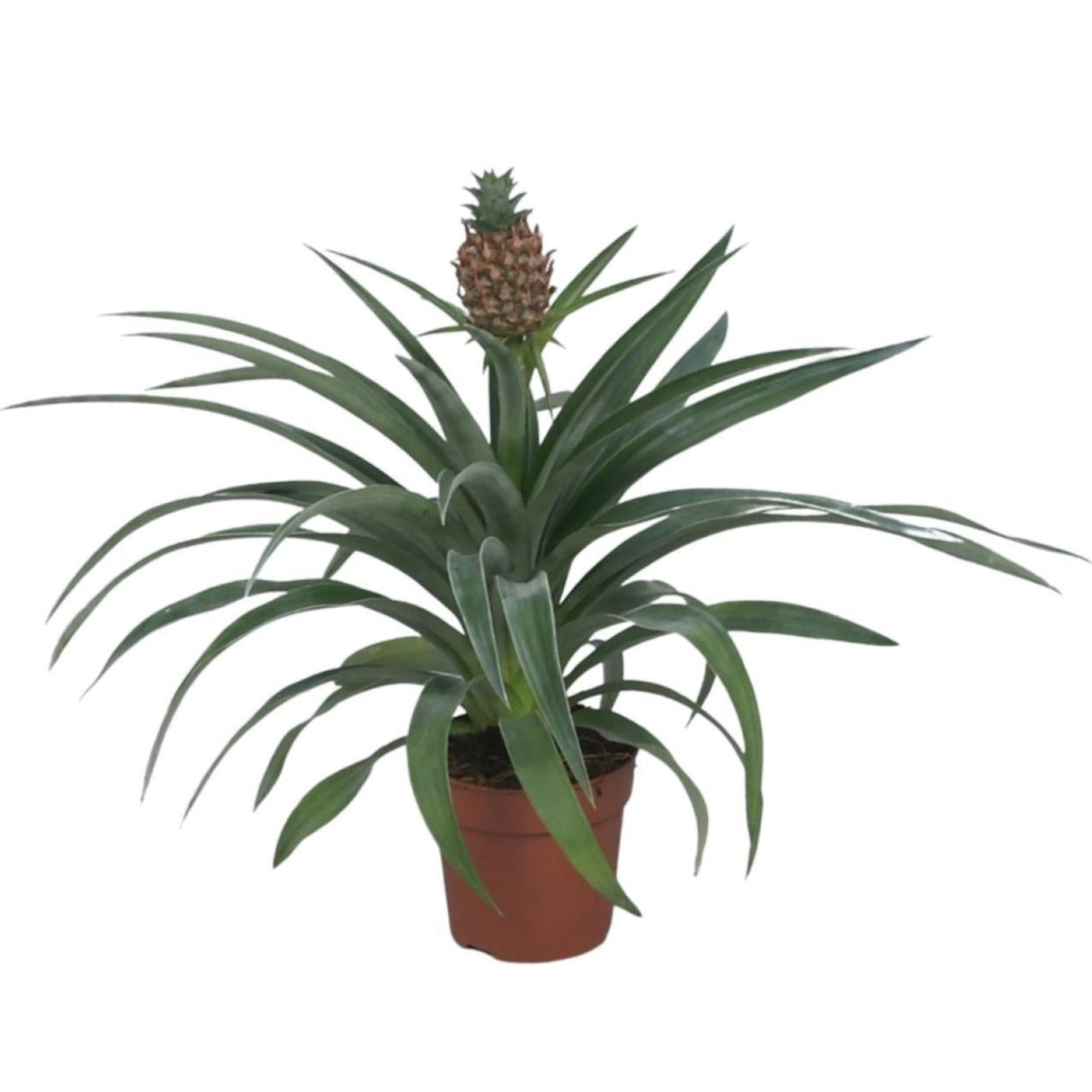 Ananas Mi Amigo - Ø12cm - ↕40cm