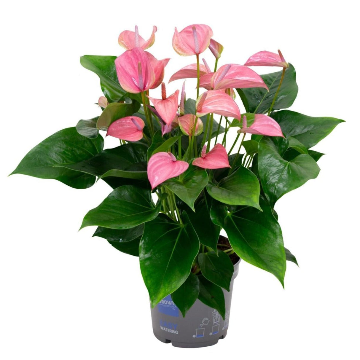 Anthurium KARMA Joli - Ø17cm - ↕55cm