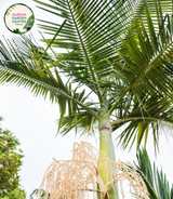 Alt Text: "Archontophoenix alexandrae, known as the Alexandra Palm, displaying lush, feather-like fronds and a graceful tropical demeanor."