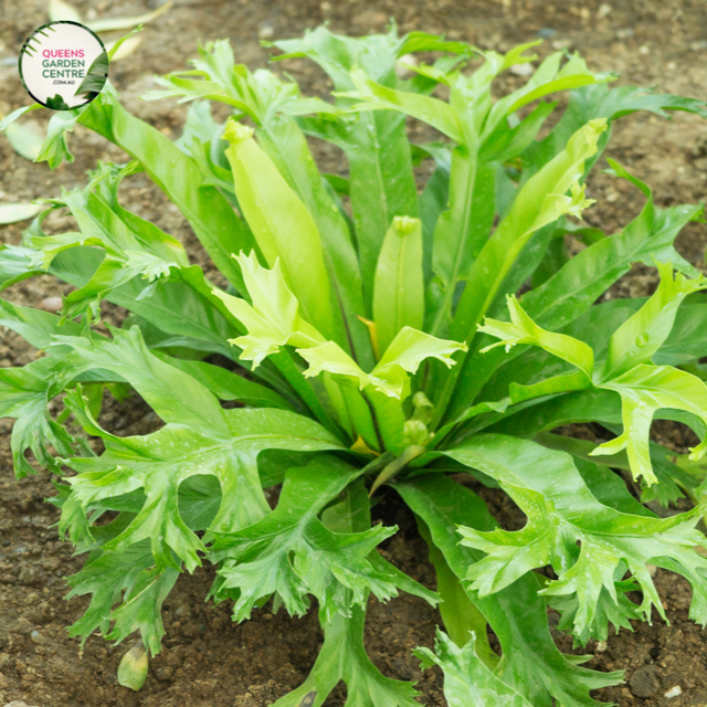  Close-up photo of an Asplenium Nidus Crissie plant, commonly known as Bird's Nest Fern, showcasing its vibrant and lush fronds. The plant features large, glossy, and arching fronds that emerge from a central rosette. The fronds have a bright green color with a smooth texture and undulating edges.