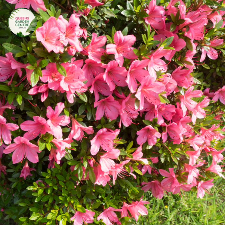 Close-up photo of an Azalea Autumn Ruby™ Rhododendron Hybrid CONLER PRD plant, showcasing its stunning and vibrant flowers. The plant features clusters of medium-sized, trumpet-shaped blooms in a rich shade of ruby red. The petals are slightly ruffled and have a velvety texture, adding depth and dimension to the blossoms.