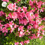 Close-up photo of an Azalea Autumn Ruby™ Rhododendron Hybrid CONLER PRD plant, showcasing its stunning and vibrant flowers. The plant features clusters of medium-sized, trumpet-shaped blooms in a rich shade of ruby red. The petals are slightly ruffled and have a velvety texture, adding depth and dimension to the blossoms.