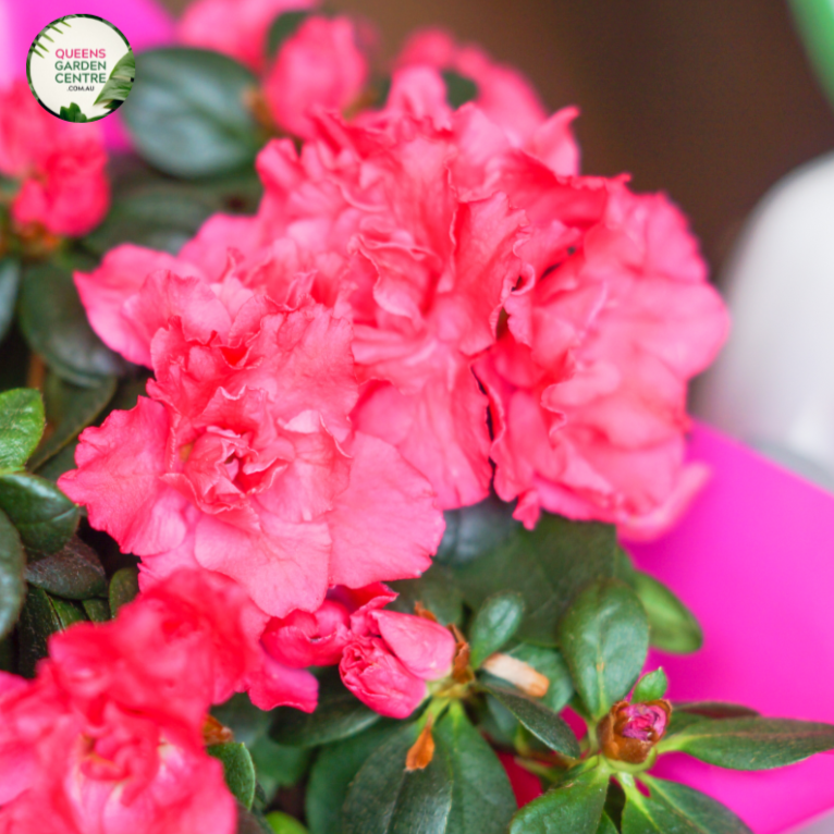 An eye-catching image of the Azalea indica 'Red Wings' plant showcasing its stunning crimson-red blooms. The shrub boasts an abundant array of bell-shaped flowers, each with distinct, wavy-edged petals, adding a burst of vibrant color to the landscape. The dark green foliage serves as a perfect backdrop, accentuating the brilliance of the red blossoms. 