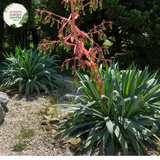 Alt text: Close-up photo of a Beschorneria yuccoides plant, commonly known as the Mexican Lily or Yucca Aloe. This succulent rosette-forming plant features long, arching, strap-like leaves with serrated edges. The leaves, in shades of green and blue-green, radiate from a central point, creating an appealing and architectural form. The image captures the unique and striking appearance of the Beschorneria yuccoides, adding a touch of elegance to arid and succulent gardens.