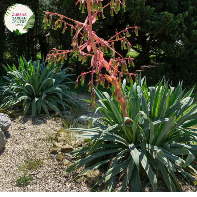 Alt text: Close-up photo of a Beschorneria yuccoides plant, commonly known as the Mexican Lily or Yucca Aloe. This succulent rosette-forming plant features long, arching, strap-like leaves with serrated edges. The leaves, in shades of green and blue-green, radiate from a central point, creating an appealing and architectural form. The image captures the unique and striking appearance of the Beschorneria yuccoides, adding a touch of elegance to arid and succulent gardens.