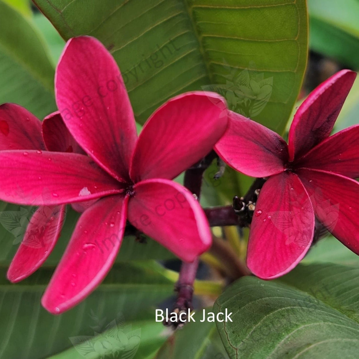 "Close-up of Black Jack Frangipani: Detailed view highlighting the velvety black petals with a glossy sheen, set against vibrant green foliage. The intricate texture of the petals and the contrasting colors create a striking visual appeal, evoking a sense of elegance and mystery."