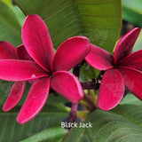 "Close-up of Black Jack Frangipani: Detailed view highlighting the velvety black petals with a glossy sheen, set against vibrant green foliage. The intricate texture of the petals and the contrasting colors create a striking visual appeal, evoking a sense of elegance and mystery."