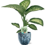 Dieffenbachia Seguine Tropic Snow