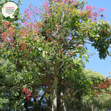 Close-up of Brachychiton Griffith Pink: This image showcases the intricate details of Brachychiton Griffith Pink. The focal point is a cluster of vibrant pink, bell-shaped flowers with prominent yellow stamens at their centers. The flowers are nestled among lush green foliage, characterized by glossy, lance-shaped leaves. 