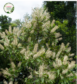 Close-up photo of a Buckinghamia celsissima plant, commonly known as the Ivory Curl Flower, showcasing its delicate and elegant flowers. The plant features clusters of small, bell-shaped blossoms in shades of ivory or creamy white. The petals are slightly curved and have a delicate texture, adding to the charm of the flowers. The photo captures the intricate details of the blossoms, highlighting their pale color, the graceful shape, and the overall beauty of the Buckinghamia celsissima plant.
