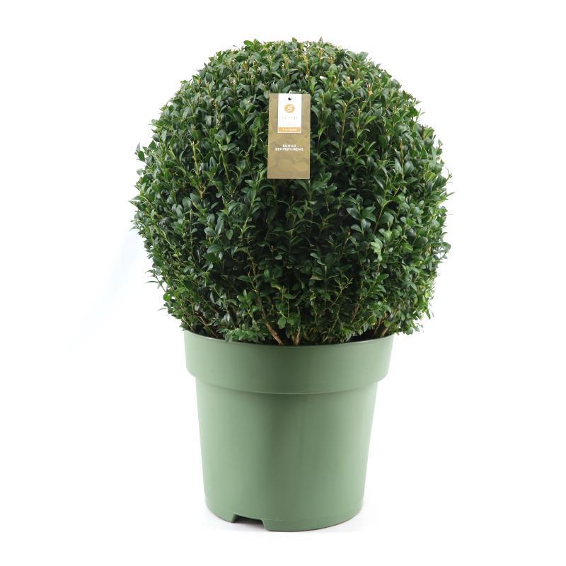 Buxus Semp. Ball Ø50cm P33 - Ø33cm - ↕70cm