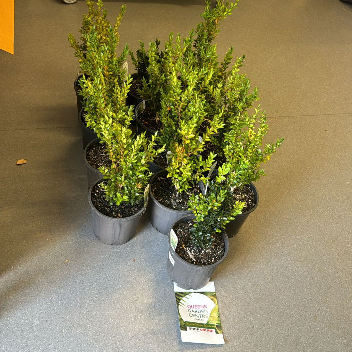 Close-up photo of a Buxus sempervirens, commonly known as English Box or Common Box, showcasing its dense and evergreen foliage. The compact shrub features small, dark green leaves arranged neatly, creating a formal and manicured appearance. The image captures the classic beauty and versatility of the Buxus sempervirens English Box, often used for hedging, topiary, or as a border plant in garden landscapes.