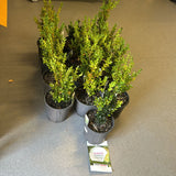 Close-up photo of a Buxus sempervirens, commonly known as English Box or Common Box, showcasing its dense and evergreen foliage. The compact shrub features small, dark green leaves arranged neatly, creating a formal and manicured appearance. The image captures the classic beauty and versatility of the Buxus sempervirens English Box, often used for hedging, topiary, or as a border plant in garden landscapes.