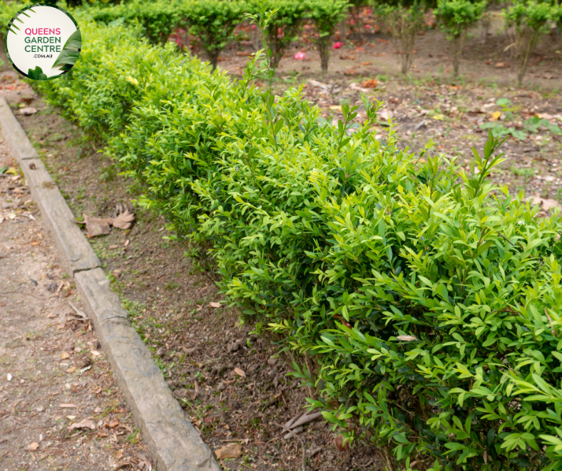 Alt text: Close-up photo of a Buxus sempervirens, commonly known as English Box or Common Box, showcasing its dense and evergreen foliage. The compact shrub features small, dark green leaves arranged neatly, creating a formal and manicured appearance. The image captures the classic beauty and versatility of the Buxus sempervirens English Box, often used for hedging, topiary, or as a border plant in garden landscapes.