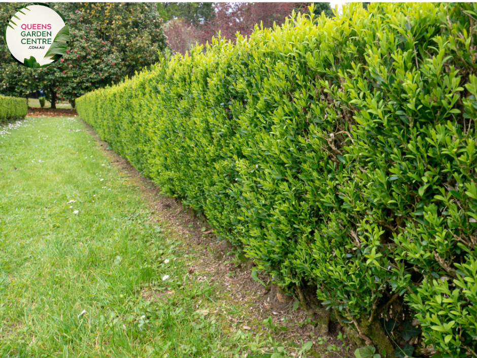 Buxus sempervirens English Box